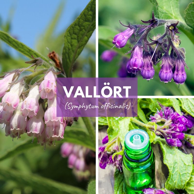 Vallört-Örter-Scandinavian Herbs